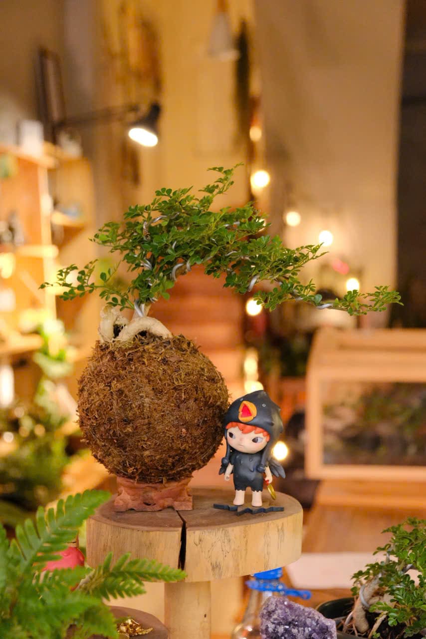 Workshop Quả Cầu Rêu Nhật Kokedama 4