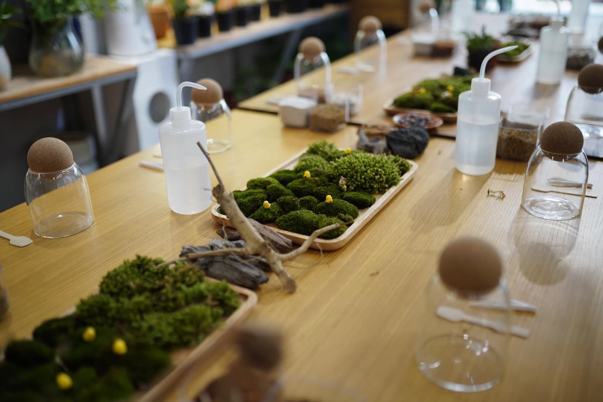 Workshop Bình Terrarium Tinh Thể