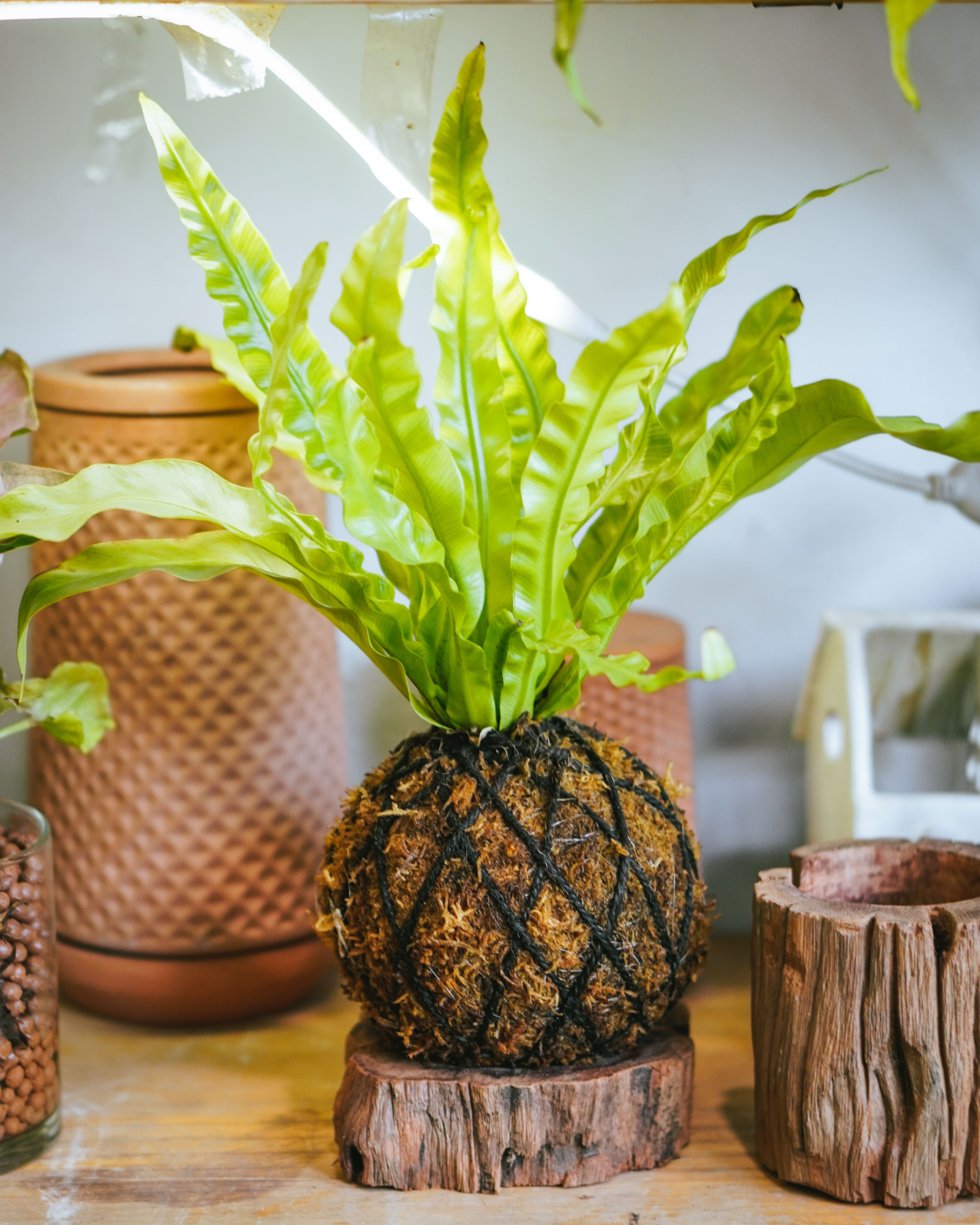Workshop Quả Cầu Rêu Nhật Kokedama 3