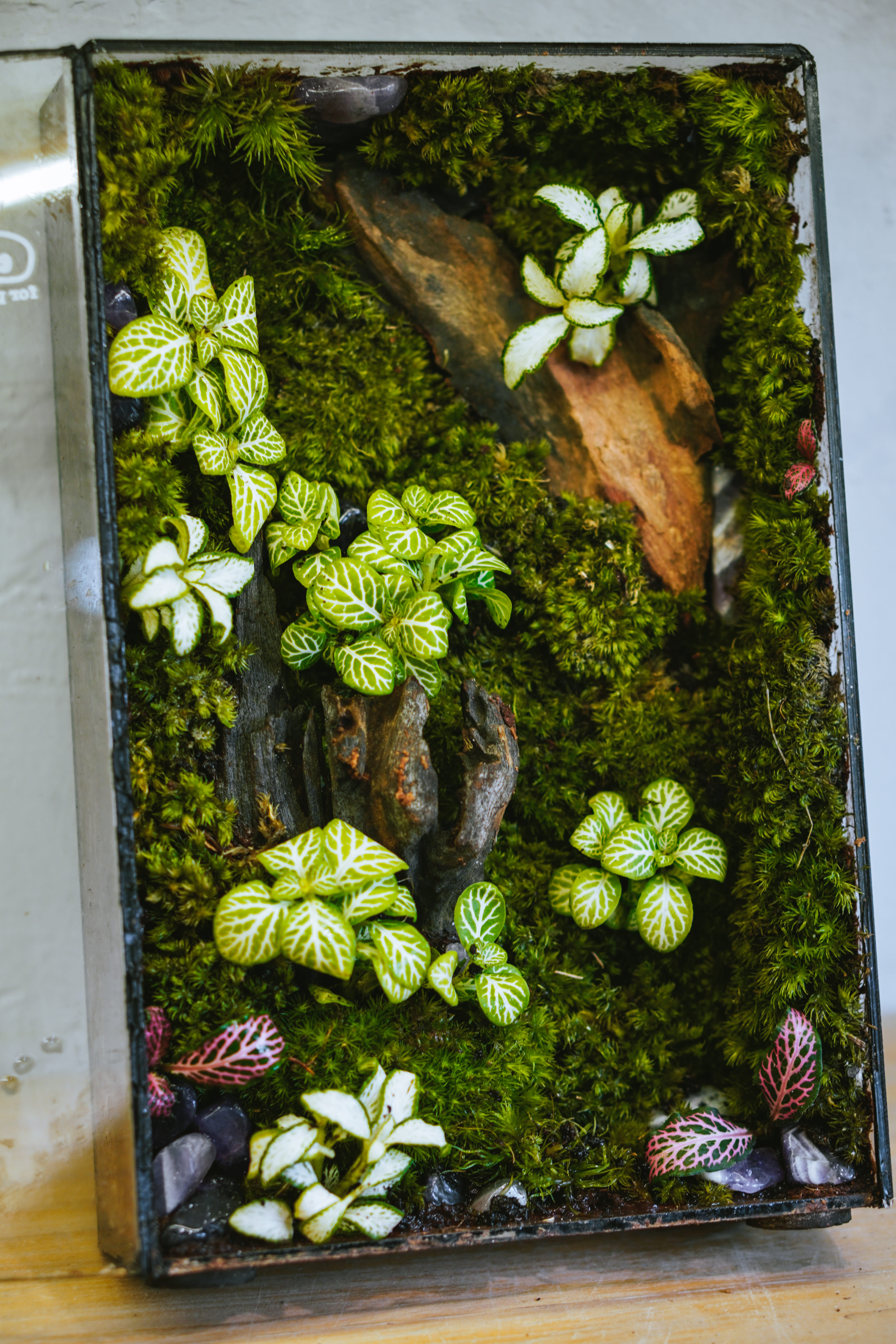 Workshop Bình Terrarium Tinh Thể 4